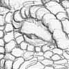 Das Schlammmonster